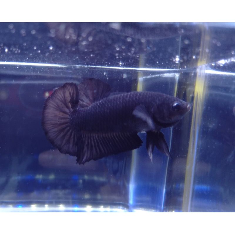 cupang plakat super black indukan sesuai foto