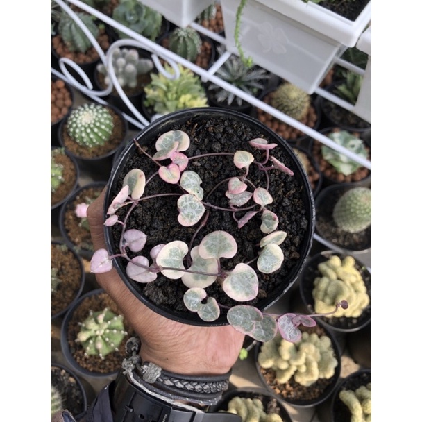string of heart variegata