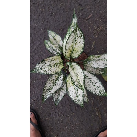 aglaonema snow white