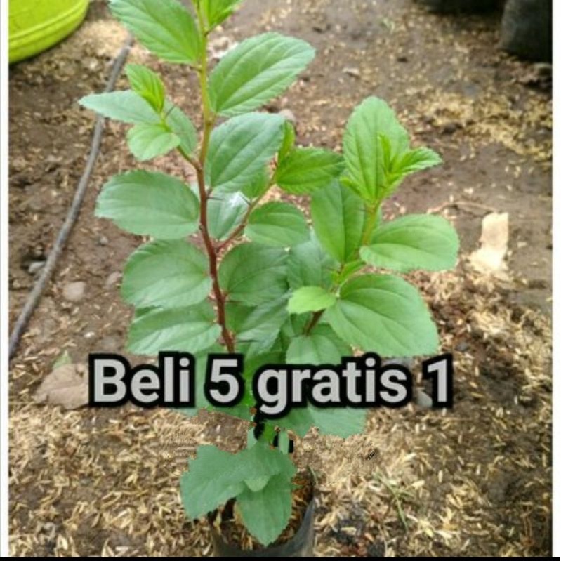 5pcs bibit Bidara Arab Asli Bonus Satu//Tanaman pohon Bidara Arab Murah