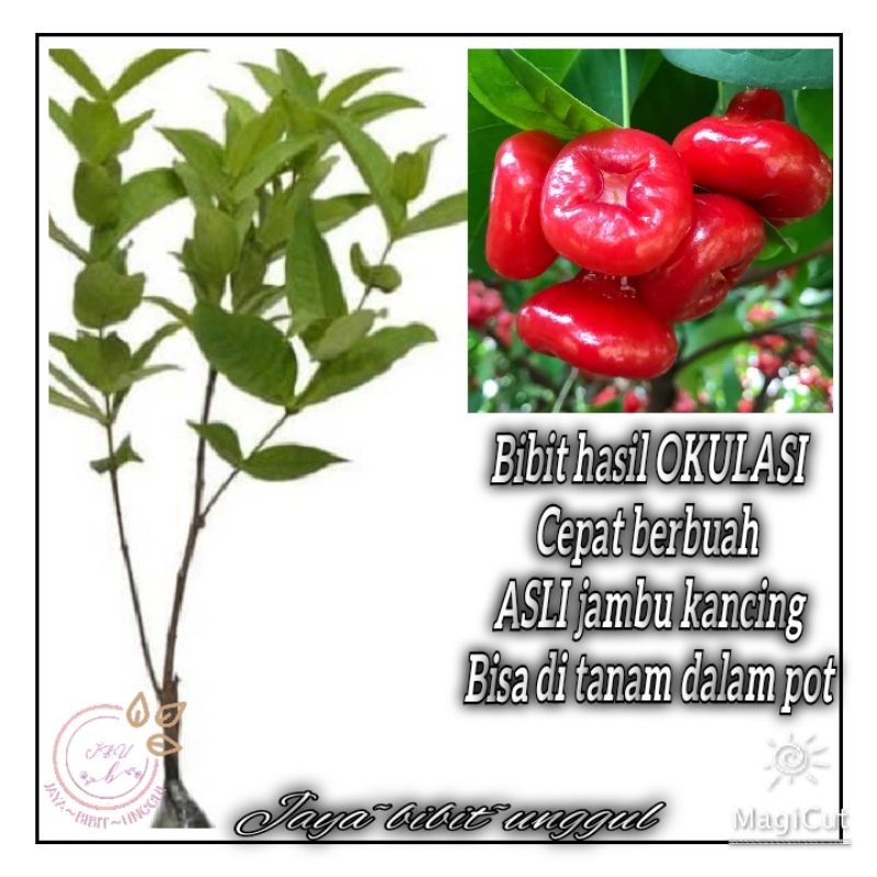 Bibit Tanaman Pohon Jambu Kancing Jambu Air Kancing Bibit Jambu