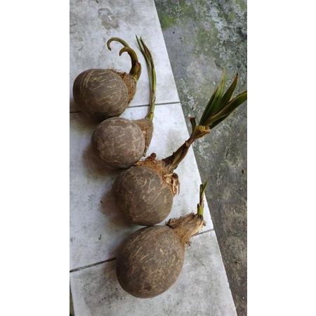 bahan bonsai kelapa minion