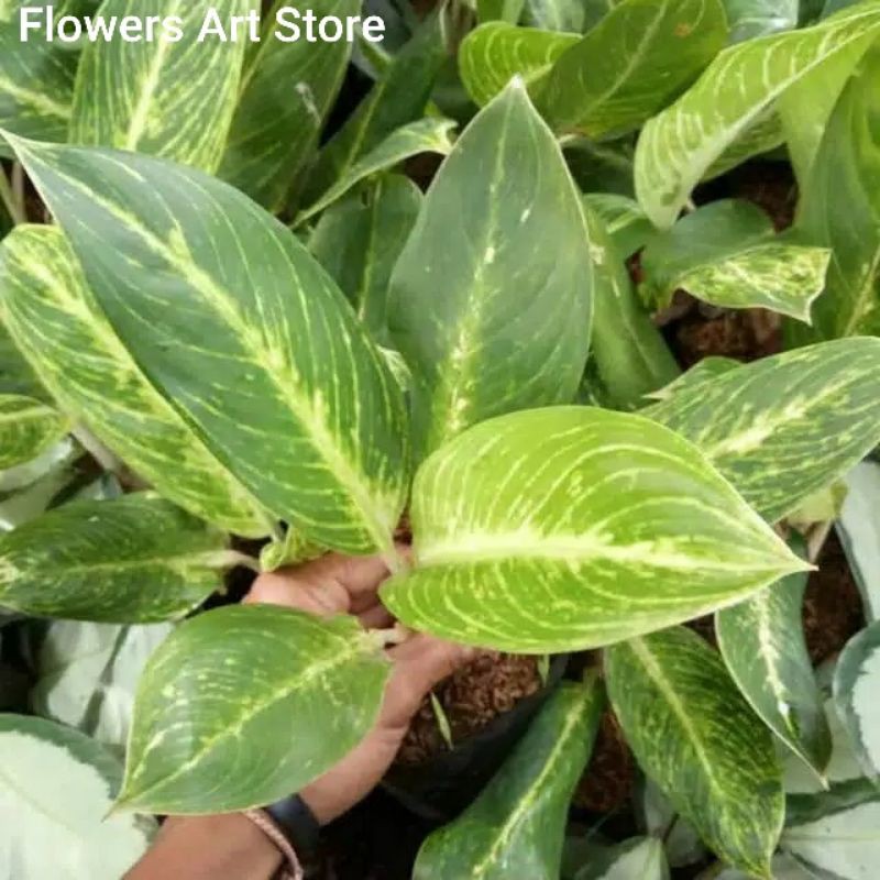 Tanaman Hias Aglonema Blanceng Golden