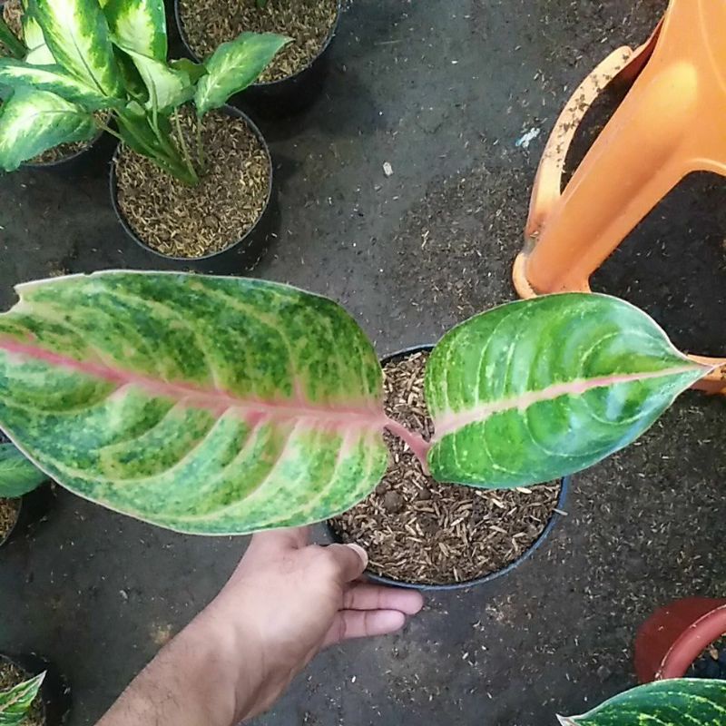 aglonema obama