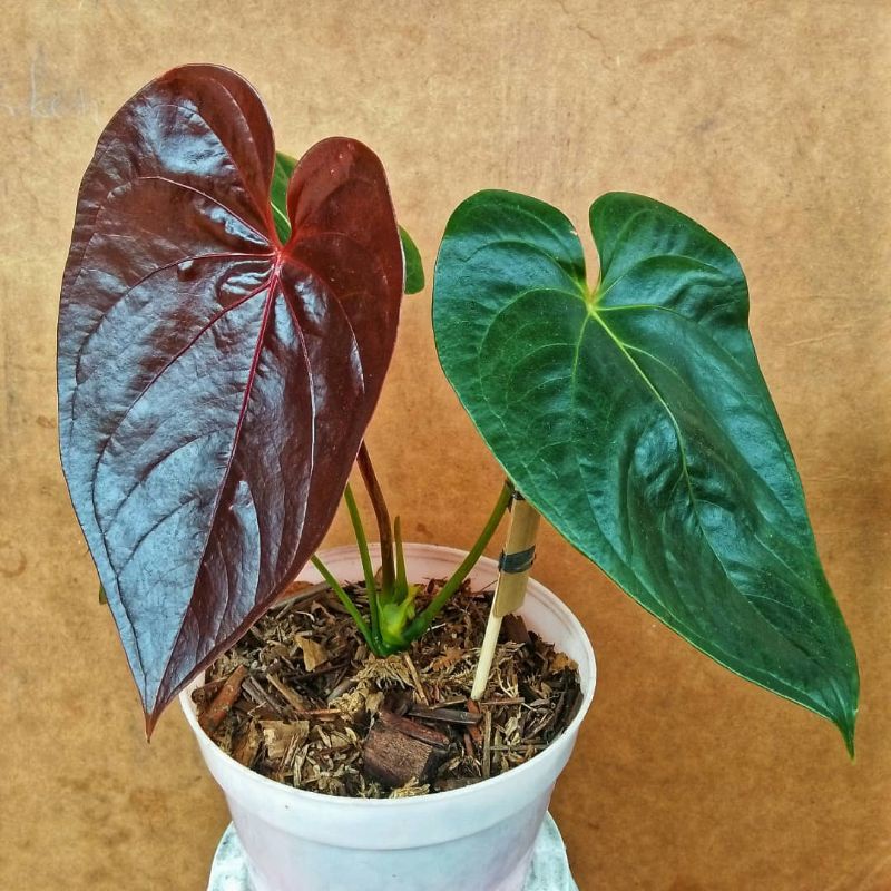 Anthurium Modeanum