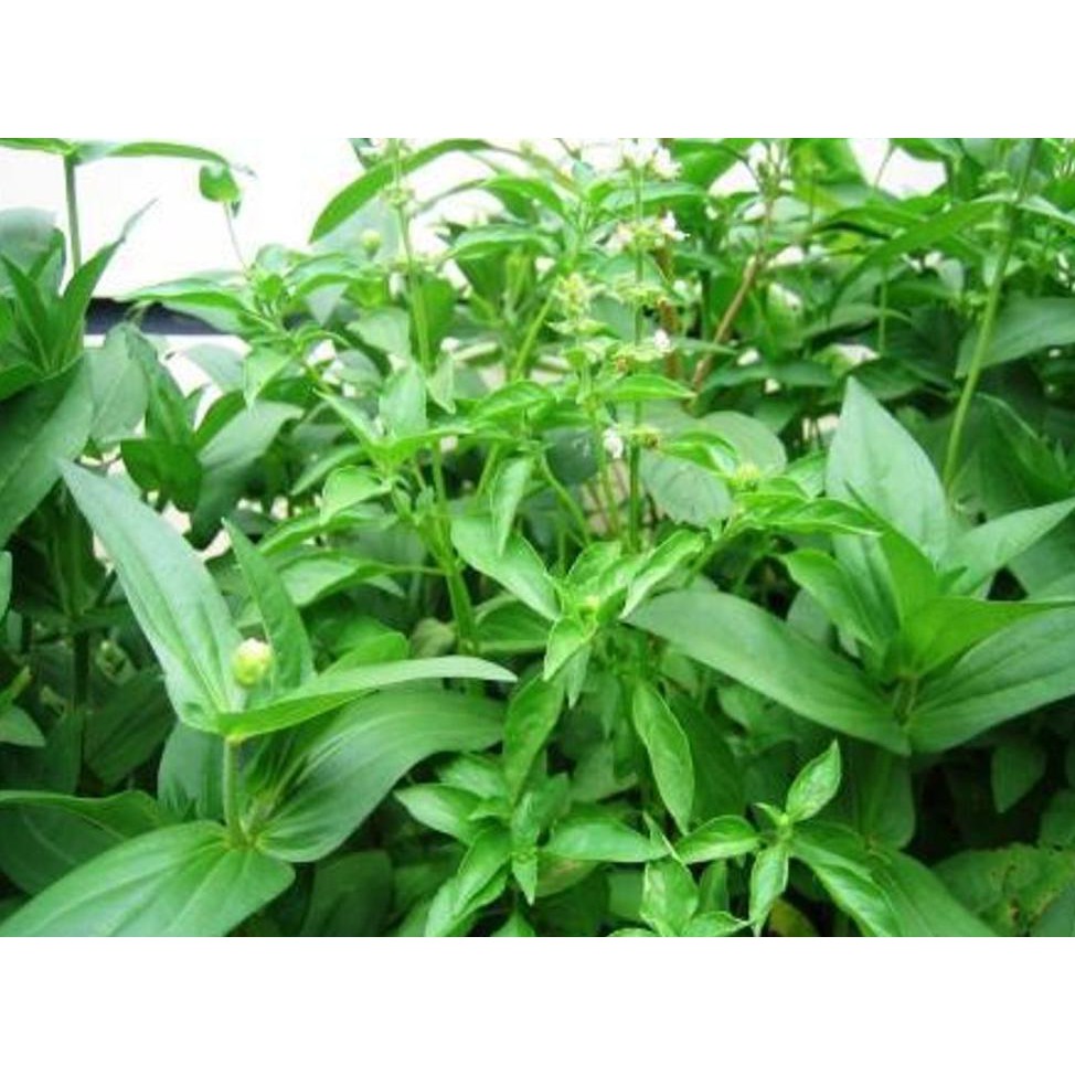 30 biji kemangi unggul