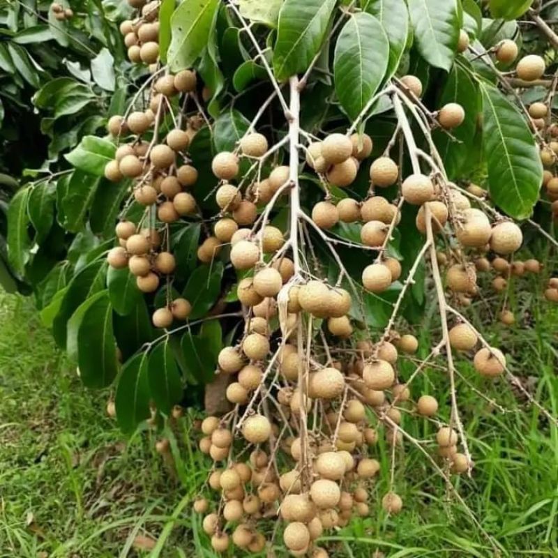 Bibit Kelengkeng Kristal Super Genjah