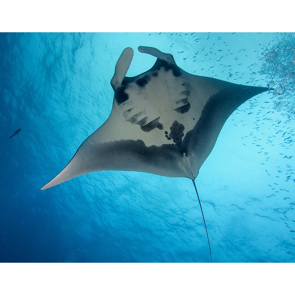 SCUBA DIVING TRIP RAJA AMPAT