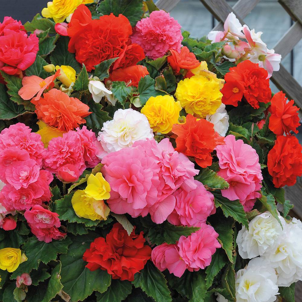 Benih Bibit Biji - Bunga Begonia Tuberous Non Stop Mixed F1 Hybrid Flower (Premium Pelleted Seeds)