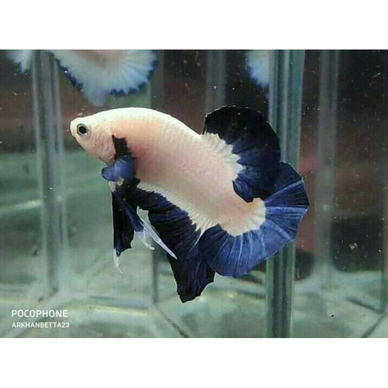 ikan cupang blue rim gondrong size indukan M+