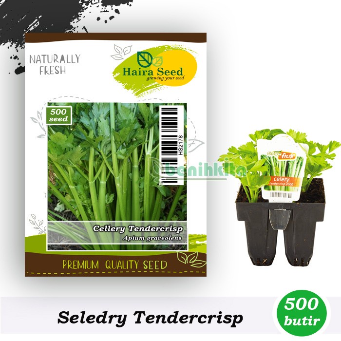 Benih-Bibit Seledry Tendercrisp (Haira Seed)