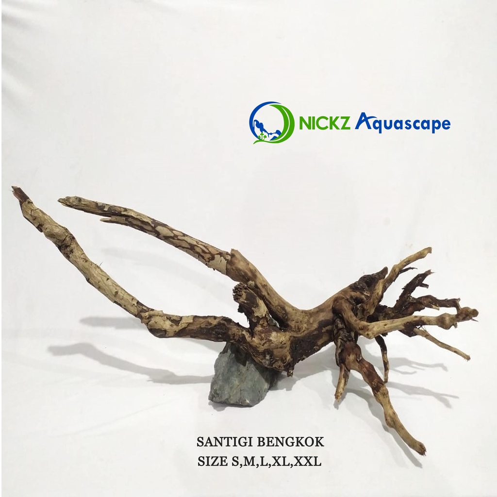 KAYU AQUASCAPE / KAYU SANTIGI XXL JUMBO / MOTIF BENGKOK / BERKUALITAS / TERMURAH