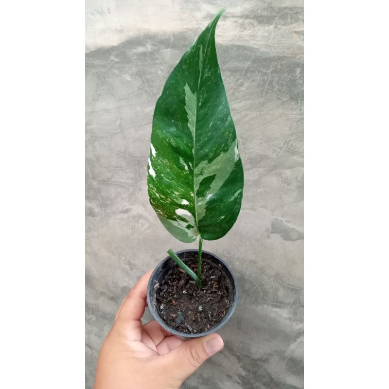 epipremnum