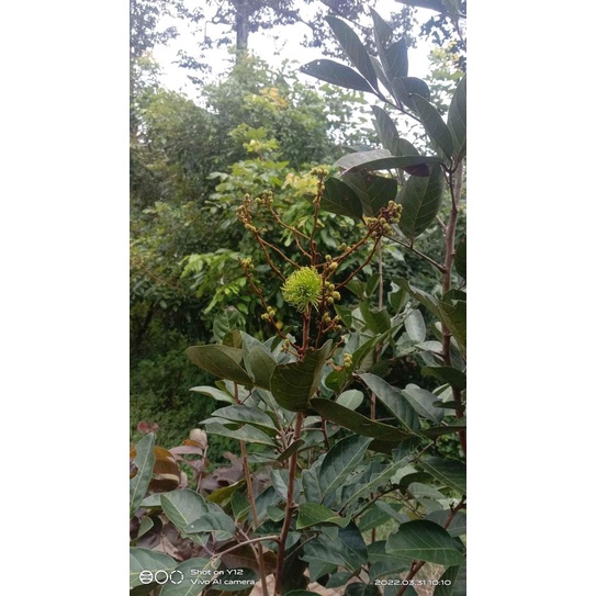 BIBIT RAMBUTAN BINJAI. BERBUNGA ukuran 1.5 meter
