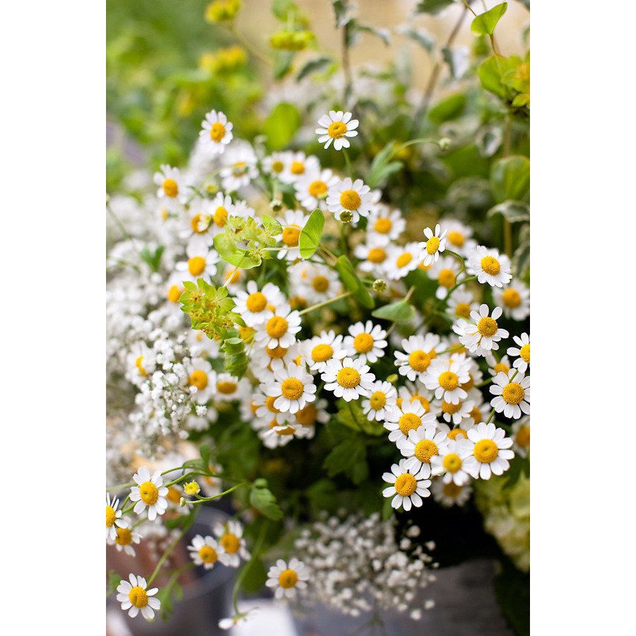 Benih Bibit Biji - Bunga Common Chamomile German Camomile Flower Seeds - IMPORT