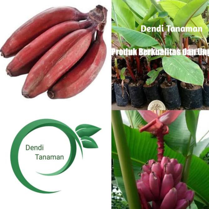 Terbaik Bibit Pohon Pisang Raja Merah / Buah Pisang Raja