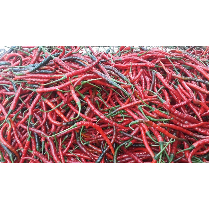 

Cabe Merah Keriting Segar (isi 1 kg)