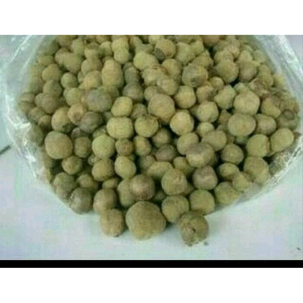 10 Benih Biji Pohon Jati Emas Super Unggul