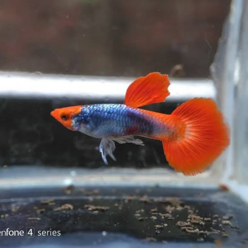 ikan guppy platinum red tail big aer