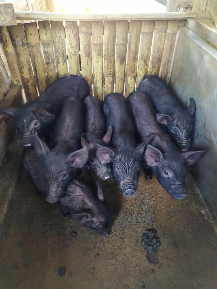 Kelambu Lipat Korea 200x200 Anti Nyamuk Selambu Serbaguna