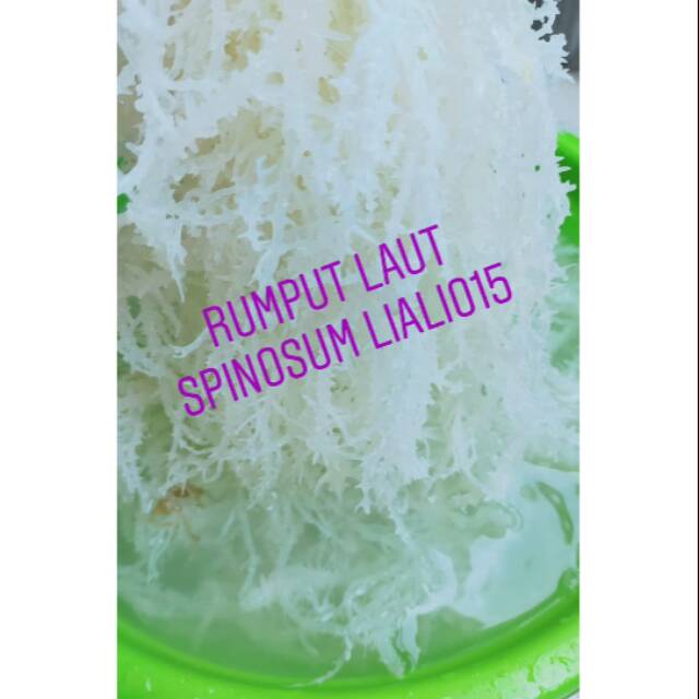 

Rumput laut basah to lembab spinosum 1kg