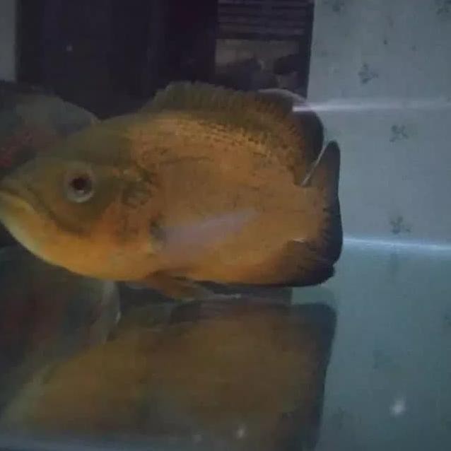 Stok Banyak Ikan Hias Oscar Paris Ukuran L Ukuran 7 Sampai 8 Cm