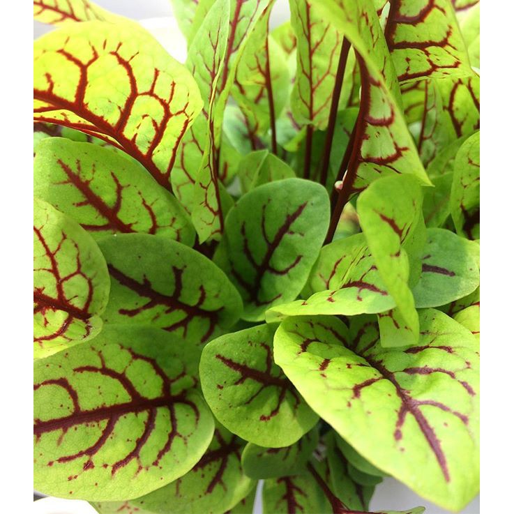 

Daun Red Veined Sorrel Leaf Sorel Merah Edible Flower Bunga Edibel Daun Garnish Salad Segar