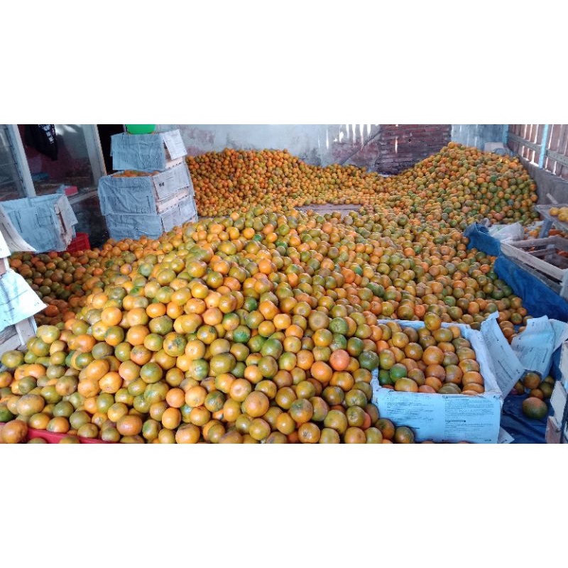 

Jeruk keprok 55 FRESS MANIS/Jeruk kupas/jeruk lokal