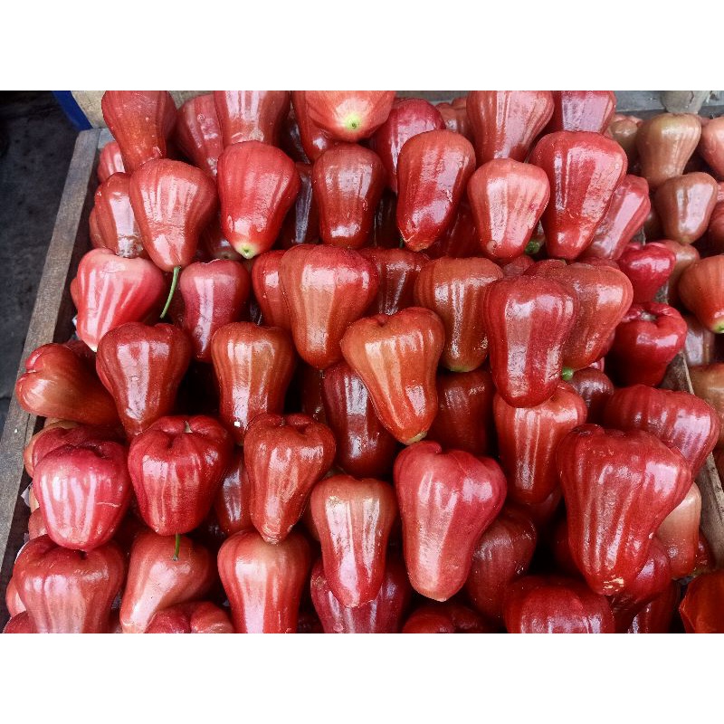 

BUAH JAMBU AIR CITRA JUMBO GRADE A SEKILO ISI 13-18 PER 1 KG