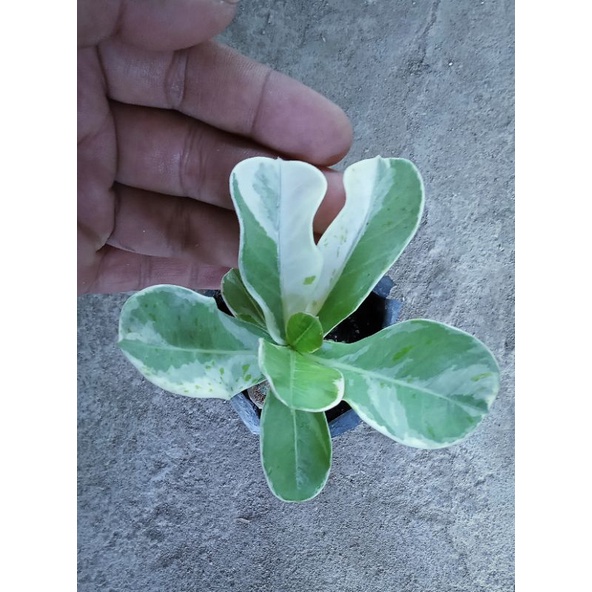 Adenium Red Blood Varigata