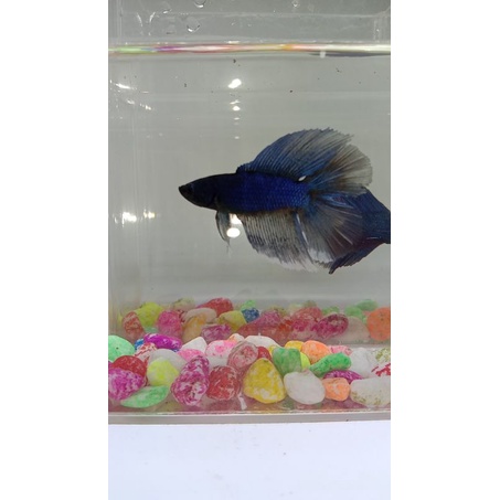 HALF MOON DOUBLE TAIL