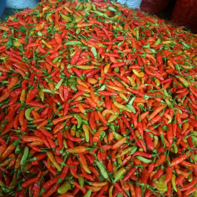 

Dijual Cabe Rawit Merah / Jablay Kualitas Super 100Kg Terlaris