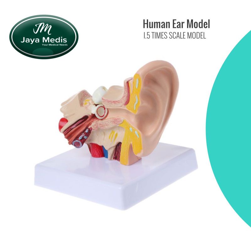 Alat Peraga Model Telinga Manusia - Anatomi Telinga