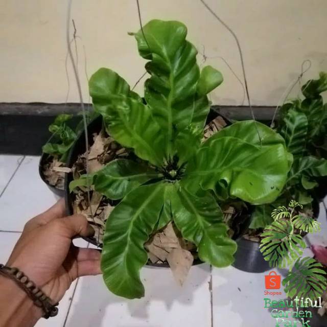 Tanaman hias kadaka lasagna - kadaka lasagna