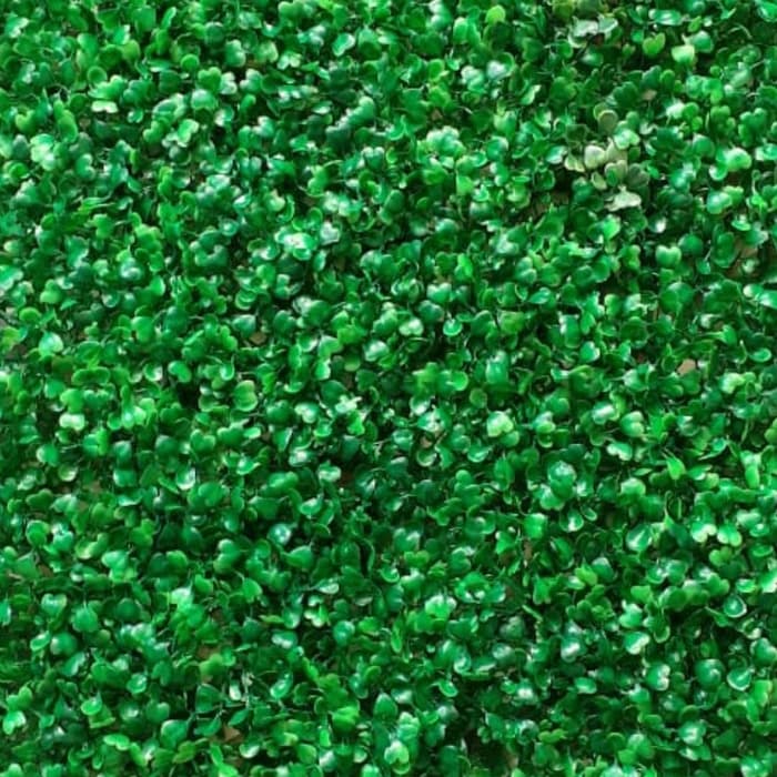 Tanaman dolar kecil sintetis - tanaman rambat dolar sintetis ( Taman Alam )