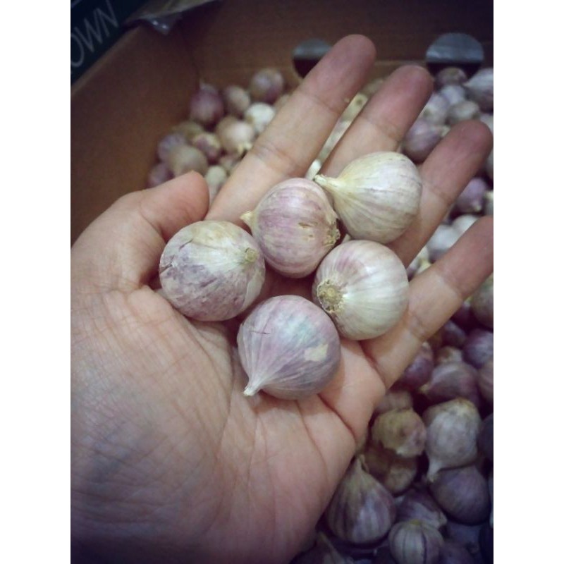 

Bawang Putih Tunggal Lanang jantung kolesterol darah tinggi diabetes Balikpapan Kalimantan