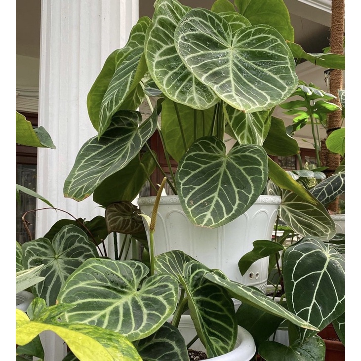 Anthurium Dorayaki X Silver hope Anakan