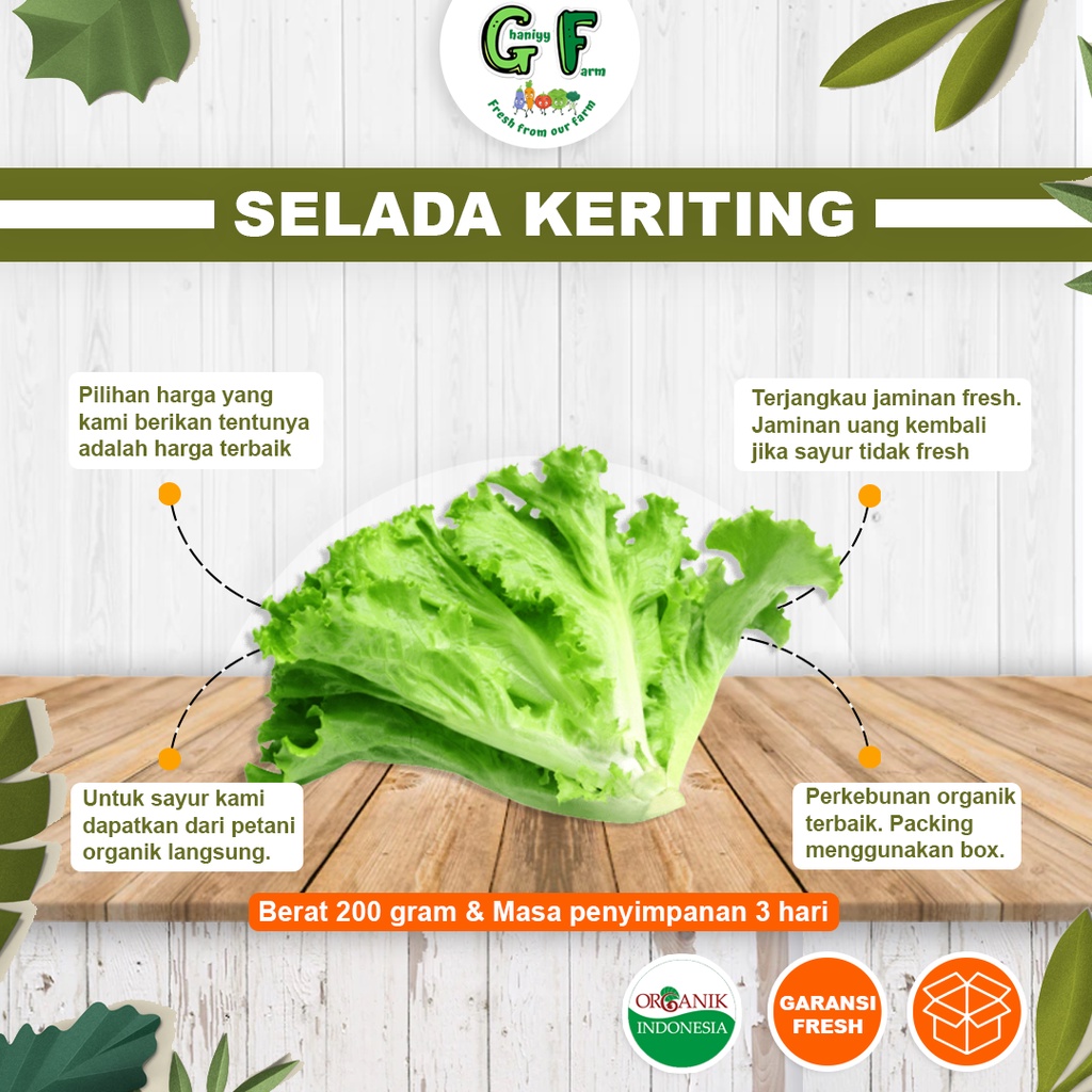 

Sayur Organik - Sayur Lettuce Daun Selada Keriting Hijau Organik Segar Sehat Murah