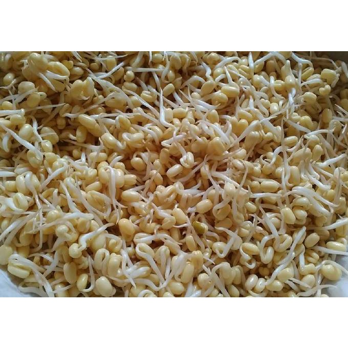 TAUGE KACANG HIJAU PENDEK /100gr