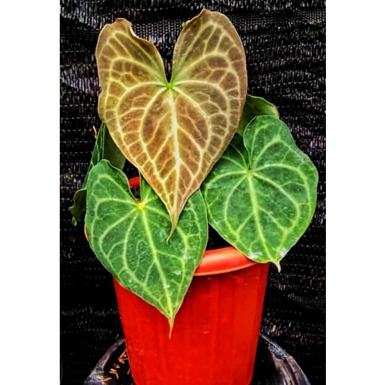 Anthurium clarinervium/Tarantula x king