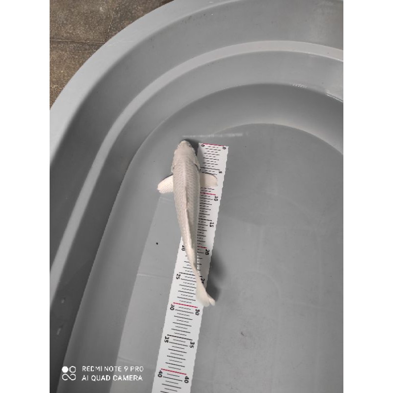 ikan koi platinum ginrin size 31cm