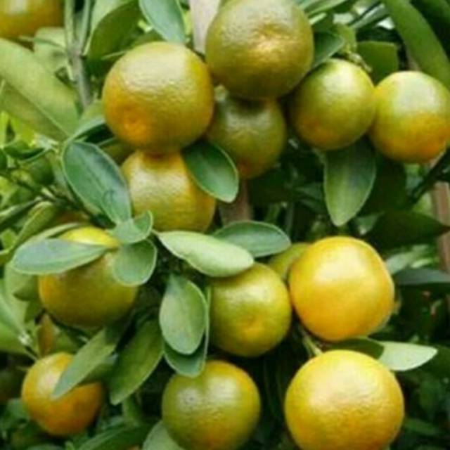 Tanaman Buah Jeruk Keprok kondisi Berbuah