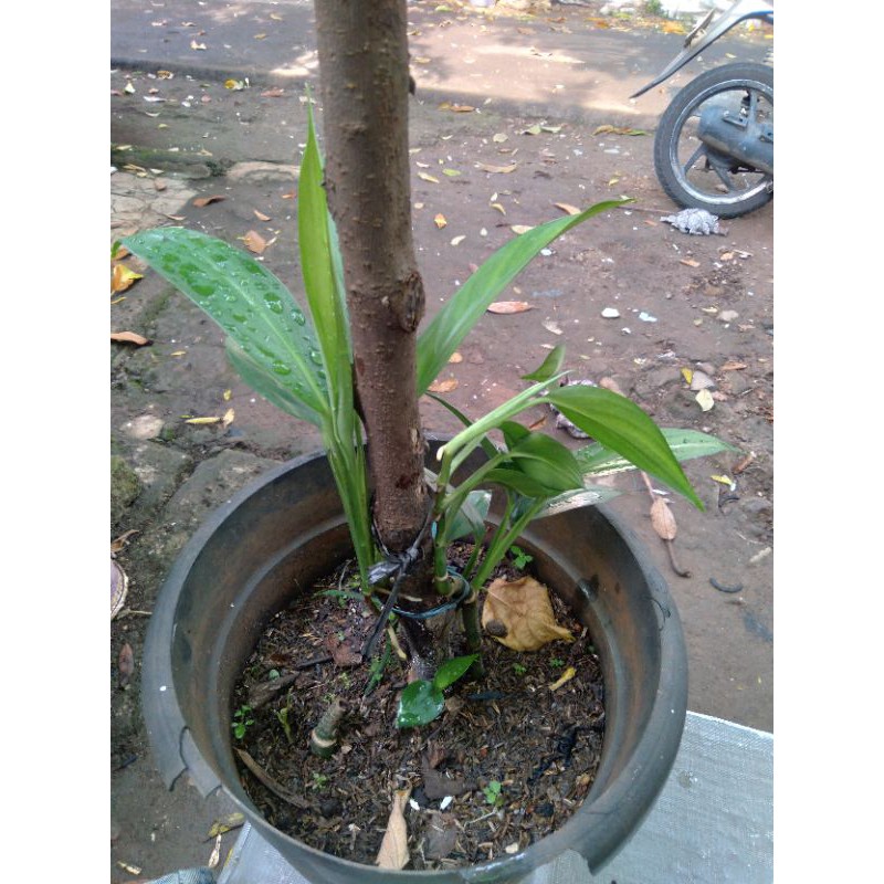 Epipremnum amplisimum