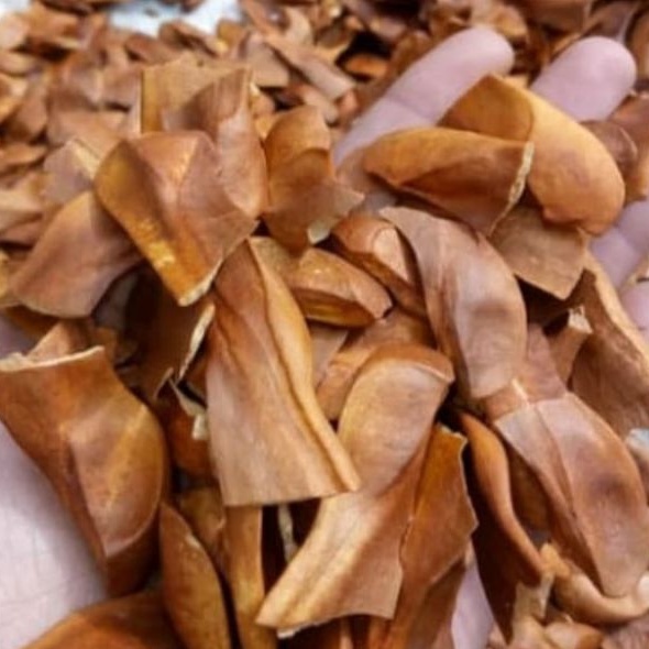 

Biji Mahoni obat herbal