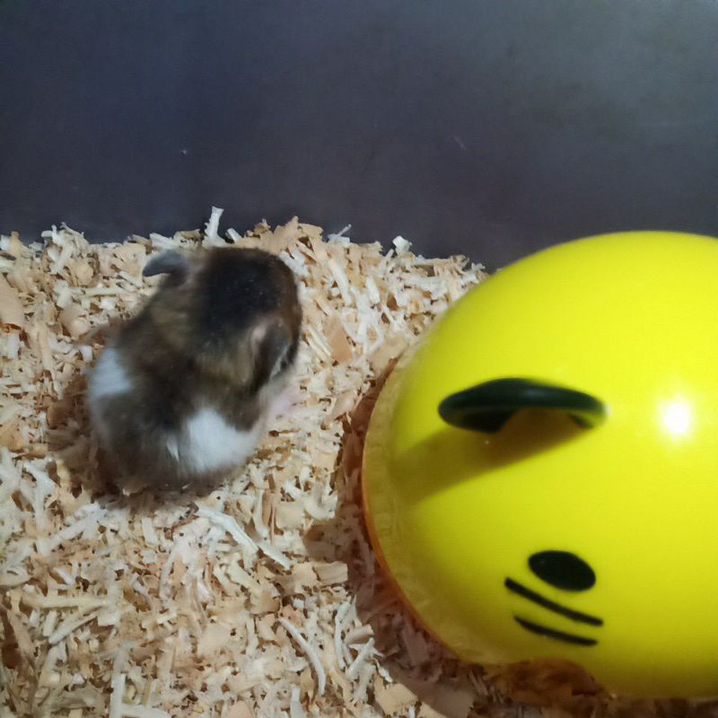 hamster syiria varian satin