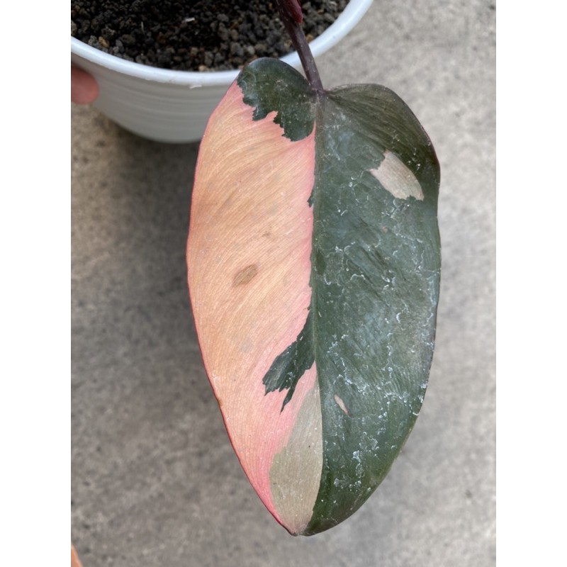 Philodendron Pink Princess - Real Pic