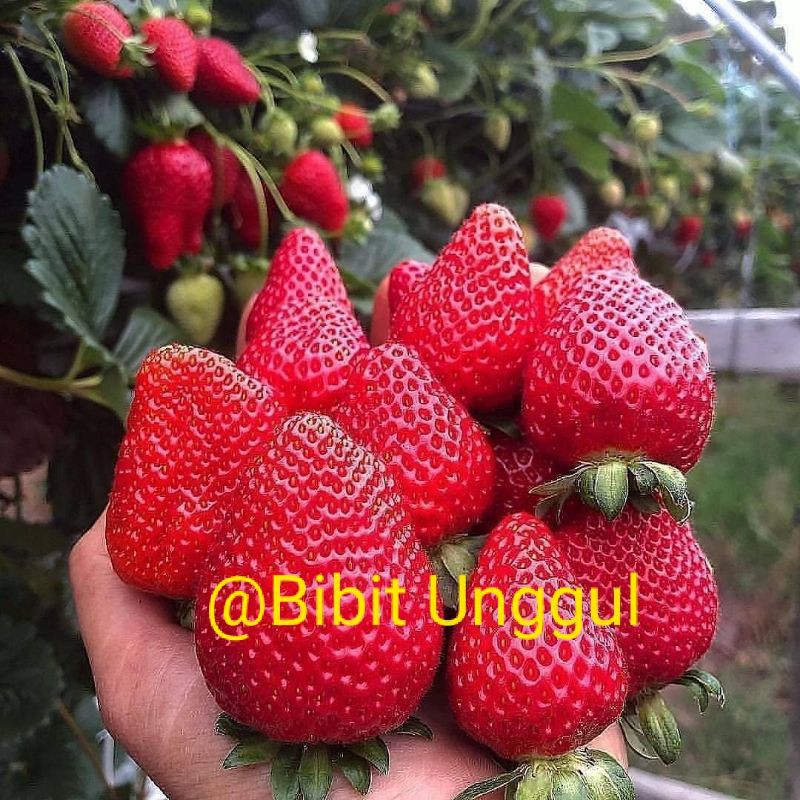 beli 4 gratis 1 Bibit STROBERI IMPORT genjah dan gampng berbuah