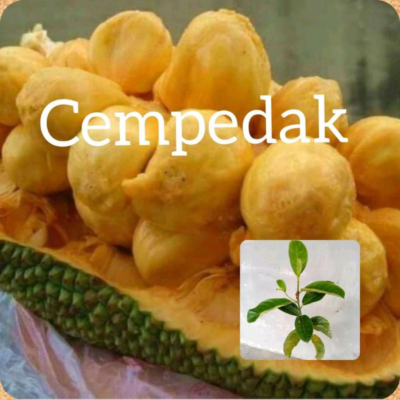 bibit nangka cempedak