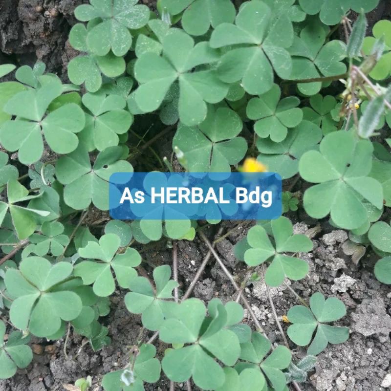 

Daun Tanaman Semanggi Segar 800 gram-az