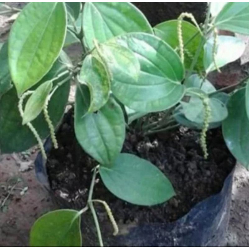 Pohon Lada Hitam Bibit Tanaman Pohon Lada